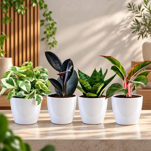 Buy Festive Decor Indoor Plants Combo (Pack of 4) Online at Lalitenterprise