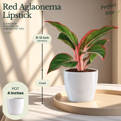 Buy Festive Decor Indoor Plants Online at Lalitenterprise