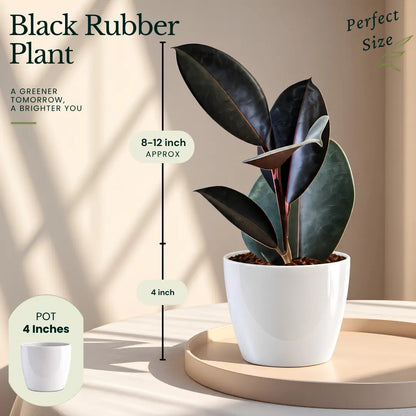 Buy Festive Decor Indoor Plants Online at Lalitenterprise