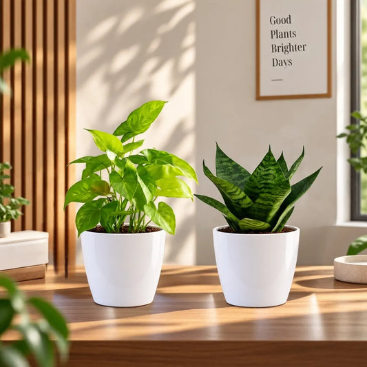 Buy Festive Decor Plant (Combo Pack) Online at Lalitenterprise