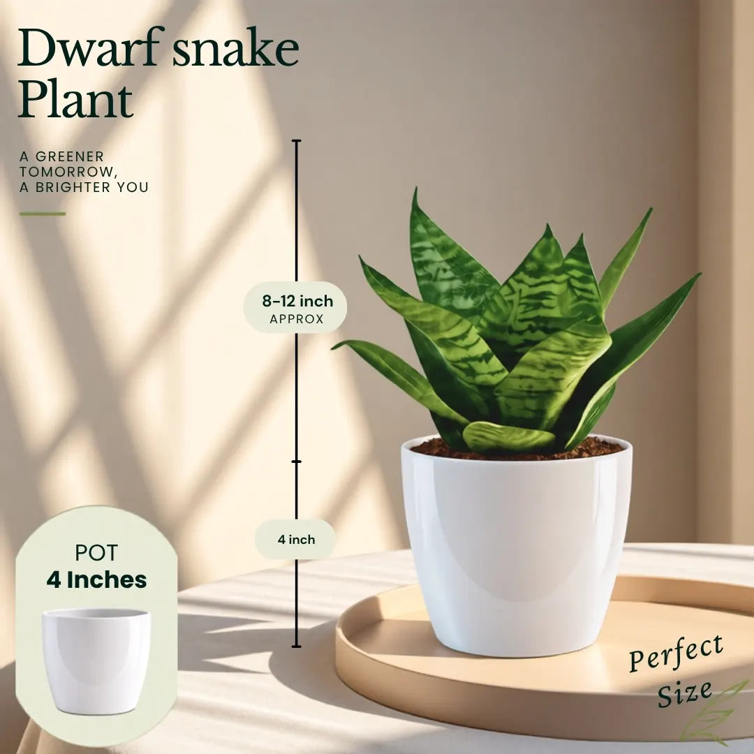 Buy Festive Decor Plant (Combo Pack) Online at Lalitenterprise