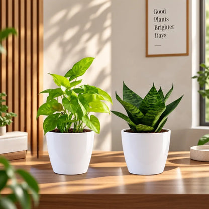 Buy Festive Decor Plant (Combo Pack) Online at Lalitenterprise
