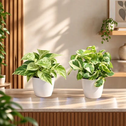 Buy Festive Decor Pothos Plants Online at Lalitenterprise