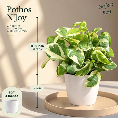 Buy Festive Decor Pothos Plants Online at Lalitenterprise
