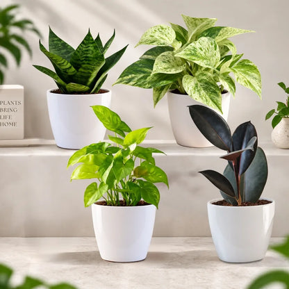 Buy Festive Home Decor Indoor Plants (Pack of 4) Onine at Lalitenterprise