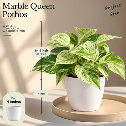 Buy Festive Home Decor Indoor Plant Onine at Lalitenterprise