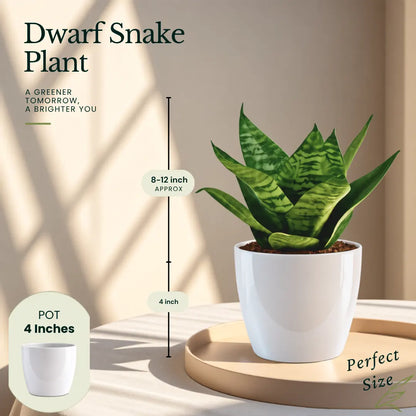 Buy Festive Home Decor Indoor Plant Onine at Lalitenterprise