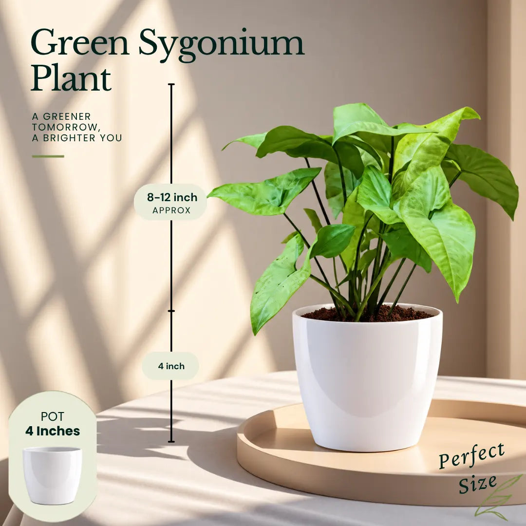 Buy Festive Home Decor Indoor Plant Onine at Lalitenterprise
