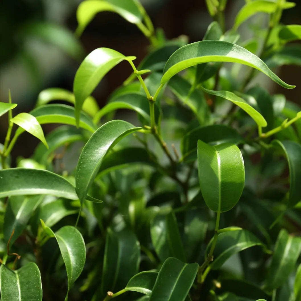 Buy Ficus Black  - Plant Online at Lalitenterprise
