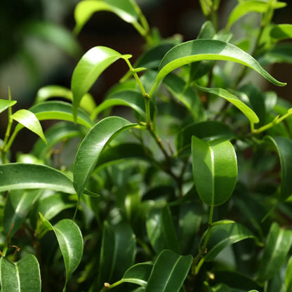 Buy Ficus Black  - Plant Online at Lalitenterprise