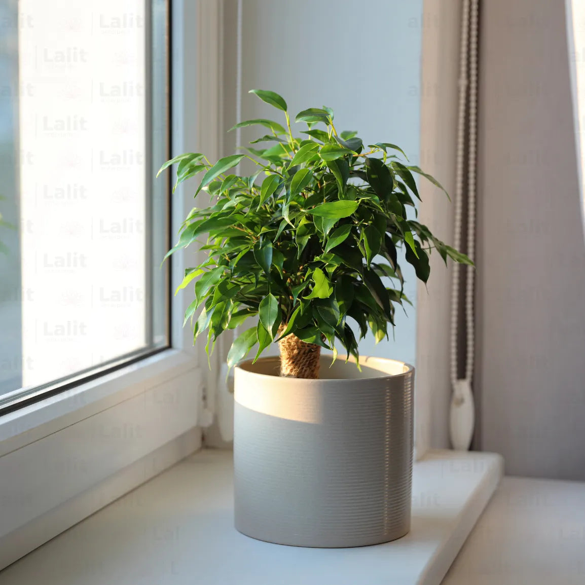 Buy  Ficus Benjamina - Plant Online at Lalitenterprise