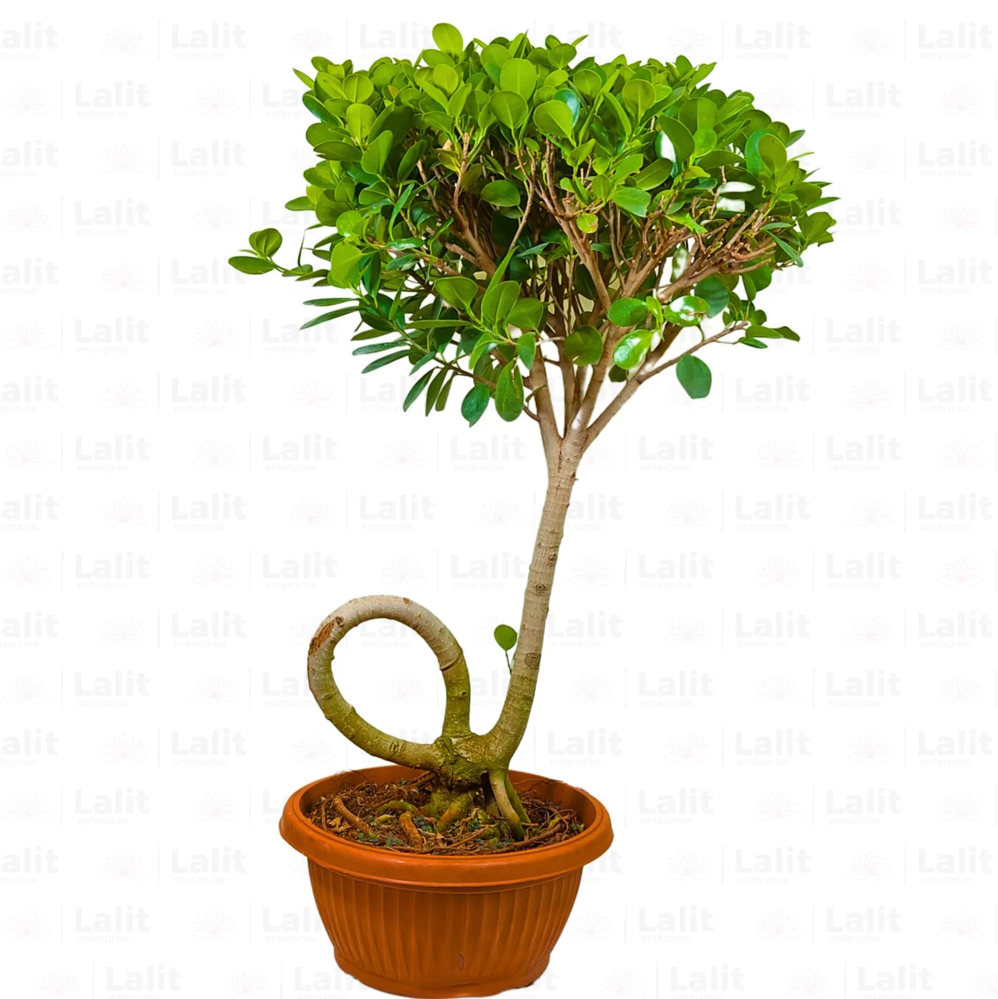 Buy Ficus Microcarpa Moclame ( Bonsai J- Shape ) - Plant Online at Lalitenterprise