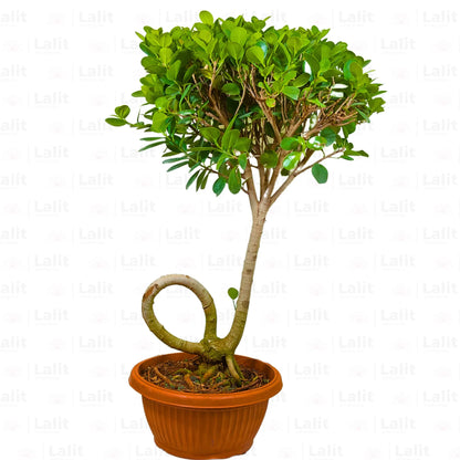Buy Ficus Microcarpa Moclame ( Bonsai J- Shape ) - Plant Online at Lalitenterprise