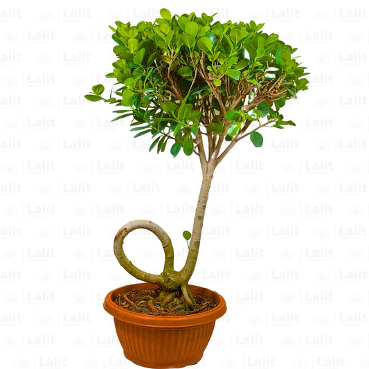 Buy Ficus Microcarpa Moclame ( Bonsai J- Shape ) - Plant Online at Lalitenterprise