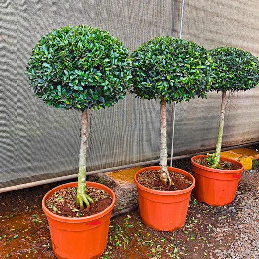 Buy Ficus Microcarpa "Single Ball" - Plant Online at Lalitenterprise
