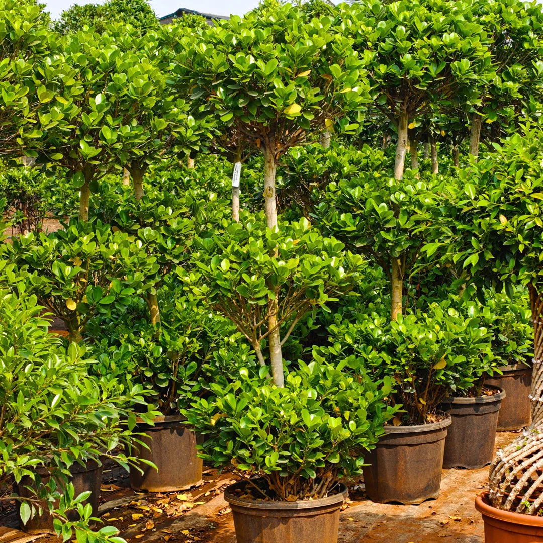 Buy Ficus Moclame "3 Step" Topiary - Plant Online at Lalitenterprise