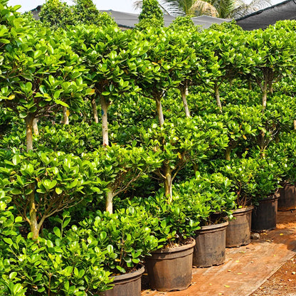 Buy Ficus Moclame "3 Step" Topiary - Plant Online at Lalitenterprise