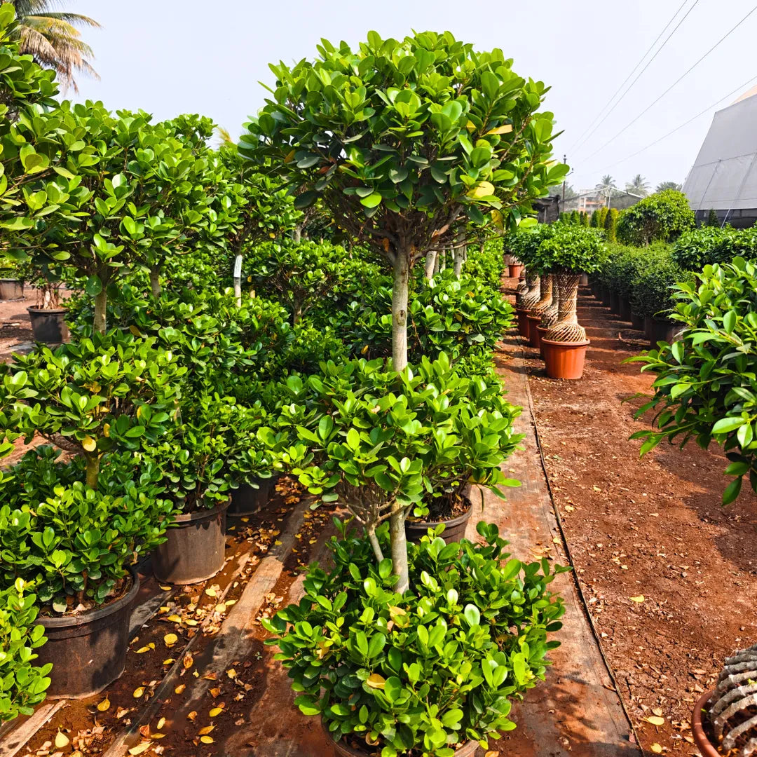 Buy Ficus Moclame "3 Step" Topiary - Plant Online at Lalitenterprise
