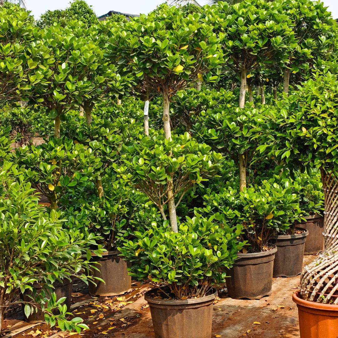 Buy Ficus Moclame "3 Step" Topiary - Plant Online at Lalitenterprise