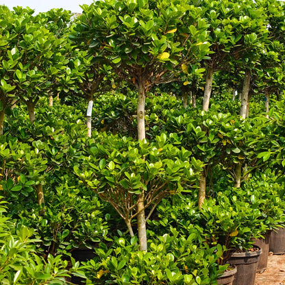 Buy Ficus Moclame "3 Step" Topiary - Plant Online at Lalitenterprise