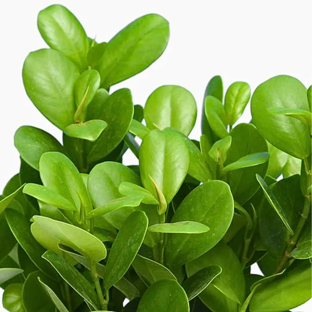 Buy Ficus Moclame (Ficus Microcarpa) - Plant Online at Lalitenterprise 