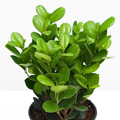 Buy Ficus Moclame (Ficus Microcarpa) - Plant Online at Lalitenterprise 