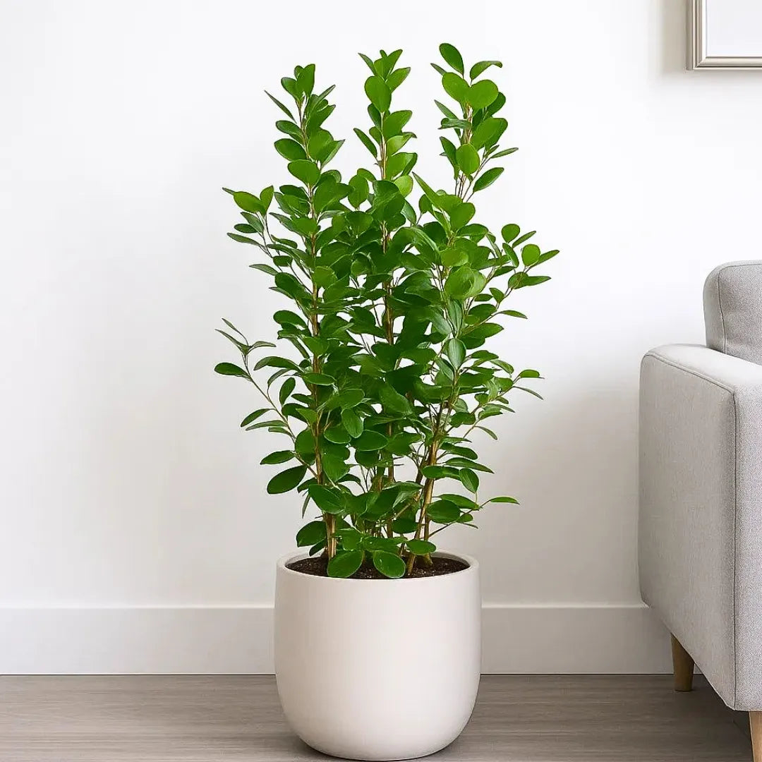 Buy Ficus Moclame (Ficus Microcarpa) - Plant Online at Lalitenterprise 
