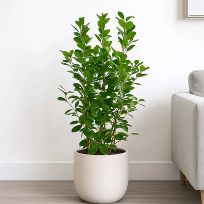 Buy Ficus Moclame (Ficus Microcarpa) - Plant Online at Lalitenterprise 