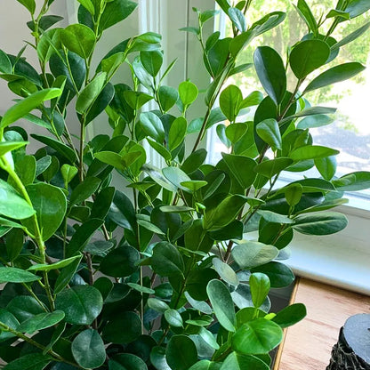 Buy Ficus Moclame (Ficus Microcarpa) - Plant Online at Lalitenterprise 