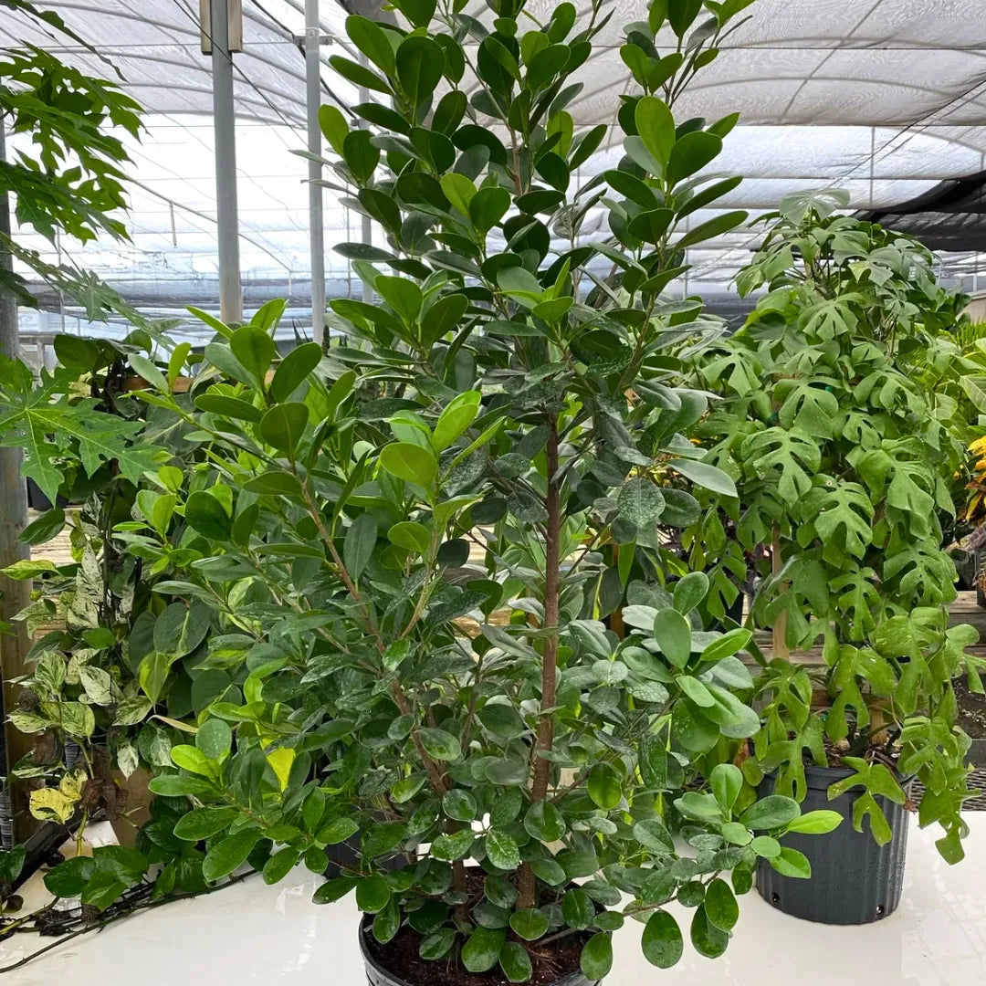Buy Ficus Moclame (Ficus Microcarpa) - Plant Online at Lalitenterprise 