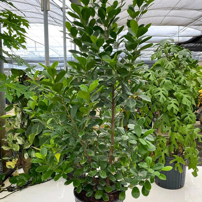 Buy Ficus Moclame (Ficus Microcarpa) - Plant Online at Lalitenterprise 