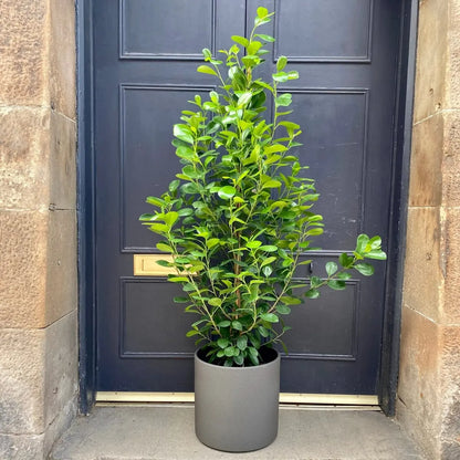 Buy Ficus Moclame (Ficus Microcarpa) - Plant Online at Lalitenterprise