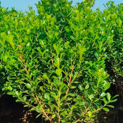 Buy Ficus Moclame (Ficus Microcarpa) - Plant Online at Lalitenterprise