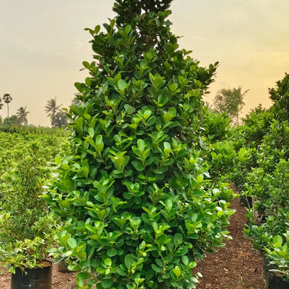 Buy Ficus Moclame (Ficus Microcarpa) - Plant Online at Lalitenterprise