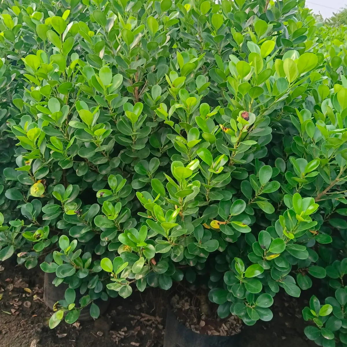 Buy Ficus Moclame (Ficus Microcarpa) - Plant Online at Lalitenterprise