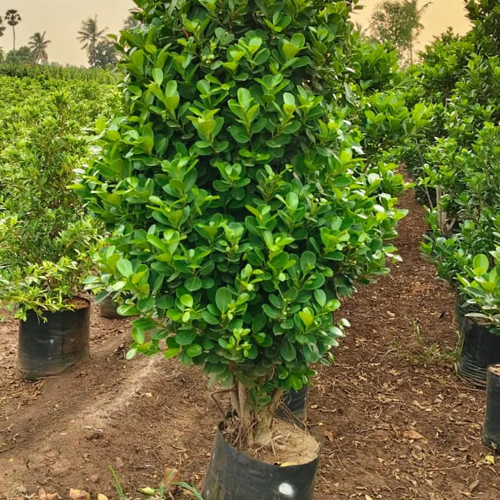 Buy Ficus Moclame (Ficus Microcarpa) - Plant Online at Lalitenterprise