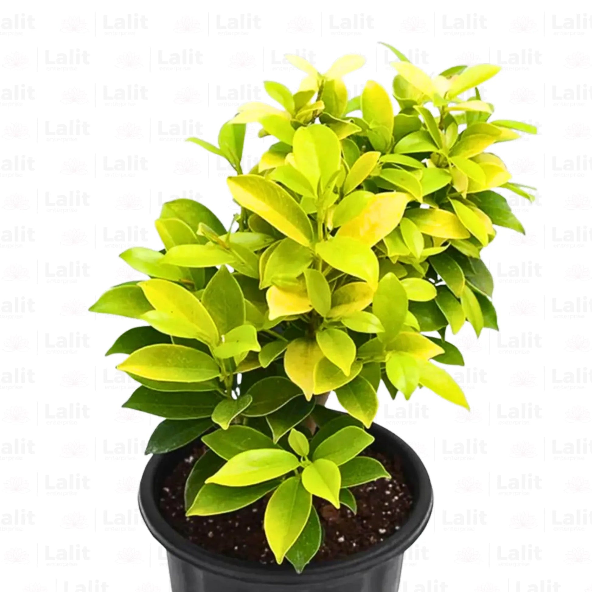 Buy Ficus Panda - Plant Online at Lalitenterprise