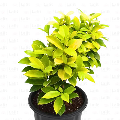 Buy Ficus Panda - Plant Online at Lalitenterprise