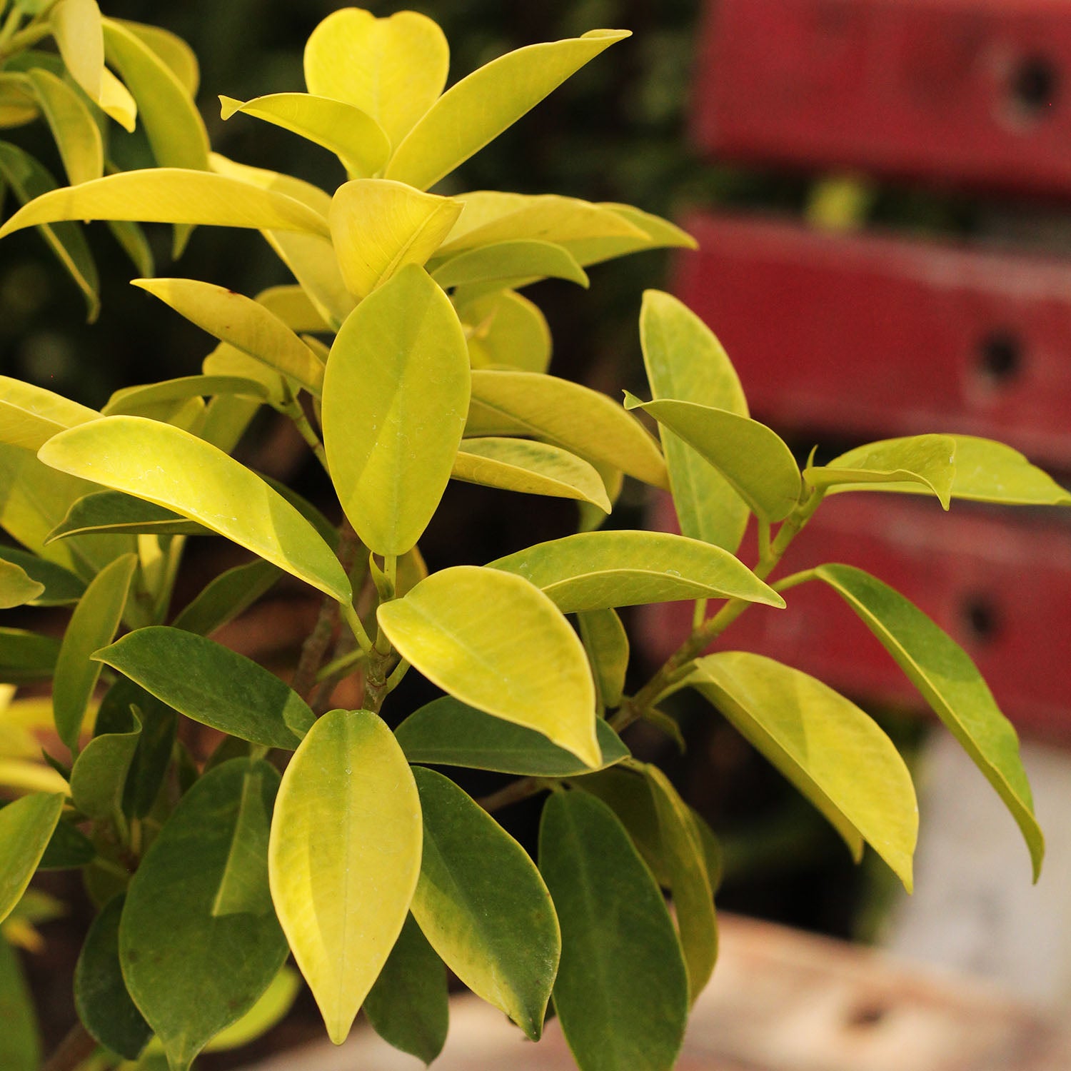 Buy Ficus Panda - Plant Online at Lalitenterprise