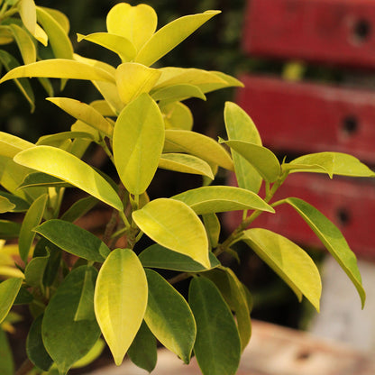 Buy Ficus Panda - Plant Online at Lalitenterprise