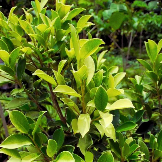 Buy Ficus Panda - Plant Online at Lalitenterprise