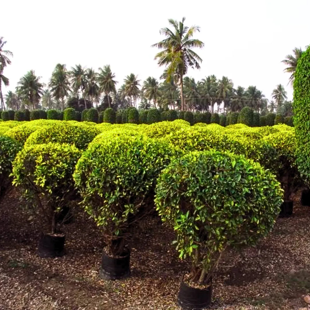 Buy Ficus Panda - Plant Online at Lalitenterprise