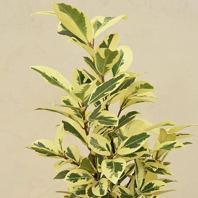 Buy Ficus Prestige - Plant Online at Lalitenterprise