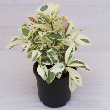 Buy Ficus Prestige - Plant Online at Lalitenterprise