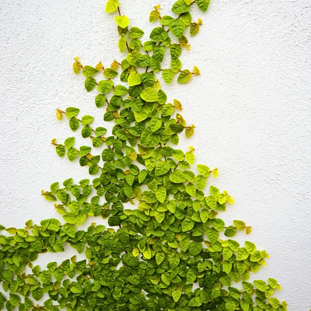 Buy Ficus Pumila | Creeping Fig (Green) - Plant Online at Lalitenterprise