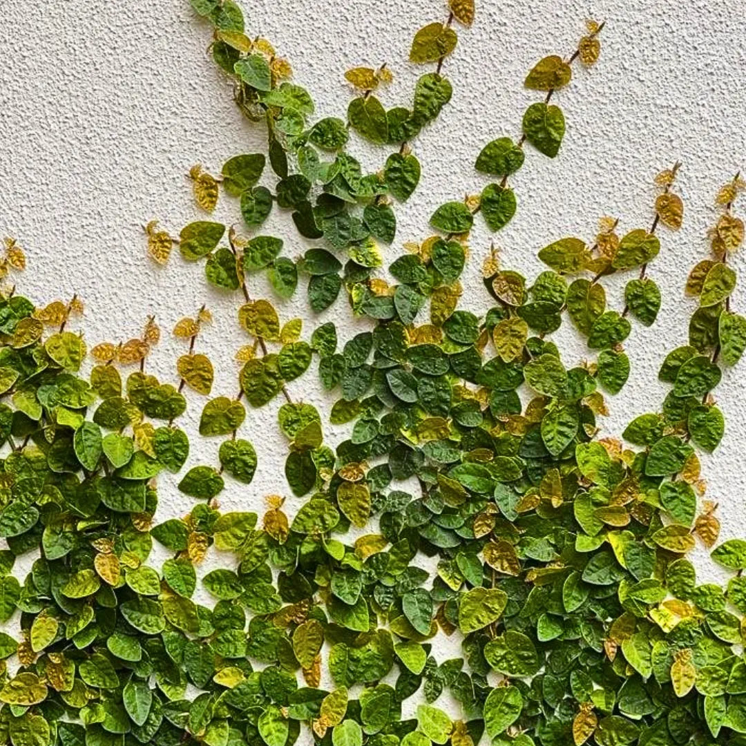 Buy Creeping Fig (Green) - Plant Online at Lalitenterprise