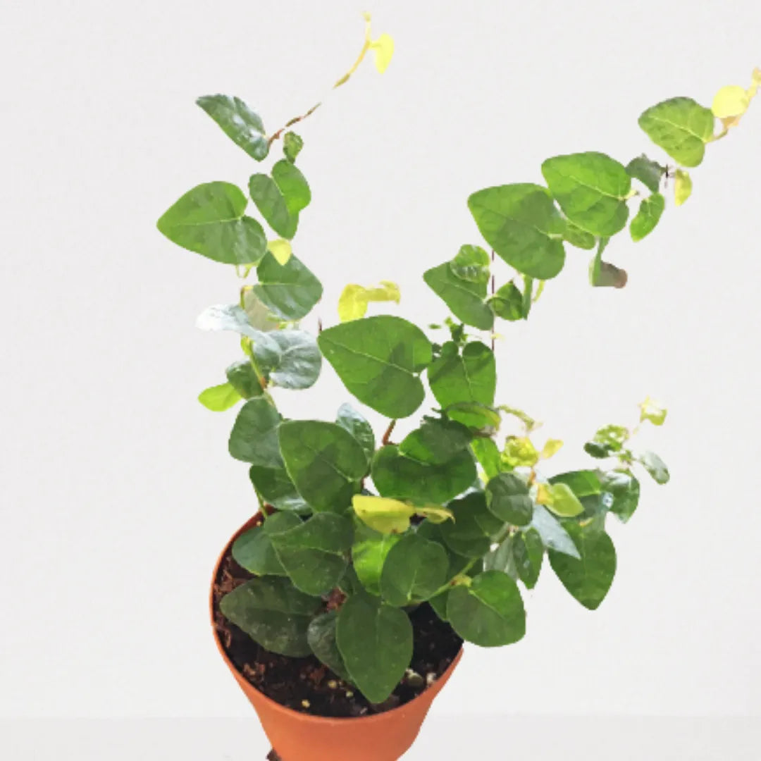 Buy Ficus Pumila | Creeping Fig (Green) - Plant Online at Lalitenterprise