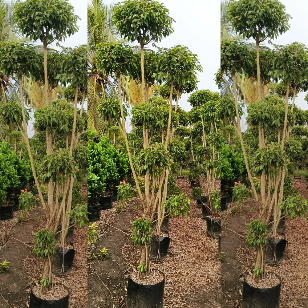 Buy Ficus Retusa Topiary - Plant Online at Lalitenterprise