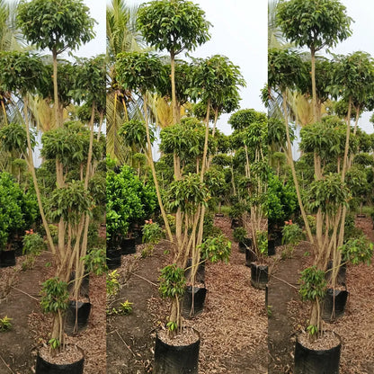 Buy Ficus Retusa Topiary - Plant Online at Lalitenterprise