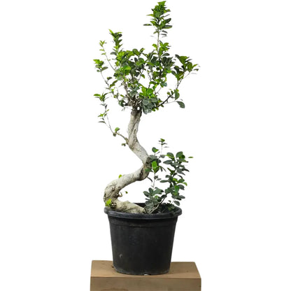 Buy Ficus S- Shape "Bonsai" - Plant Online at Lalitenterprise